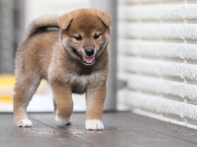 AI5I5118-puppy AI5I5118-puppy