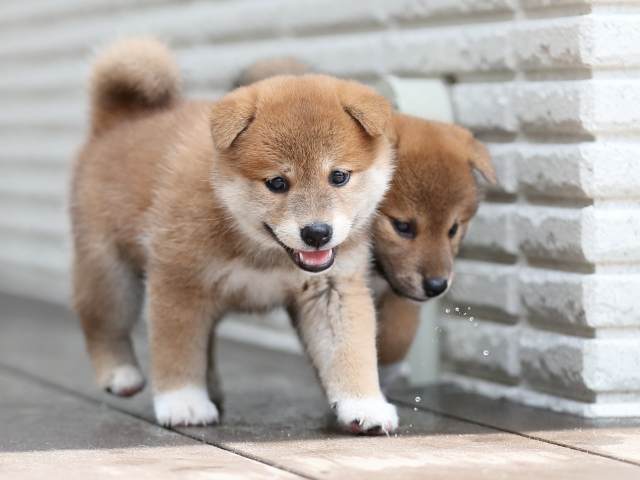 AI5I5157-puppy AI5I5157-puppy