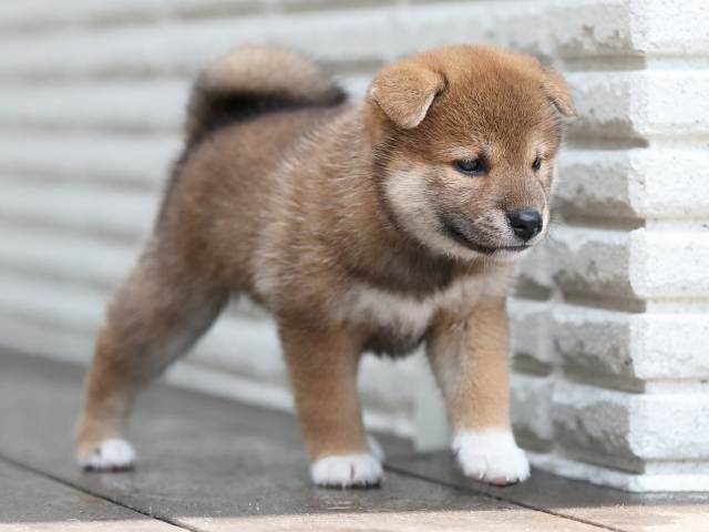 AI5I5173-puppy AI5I5173-puppy