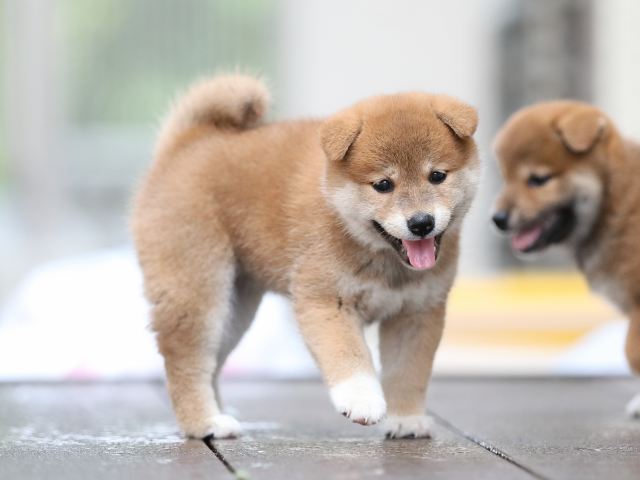 AI5I5195-puppy AI5I5195-puppy