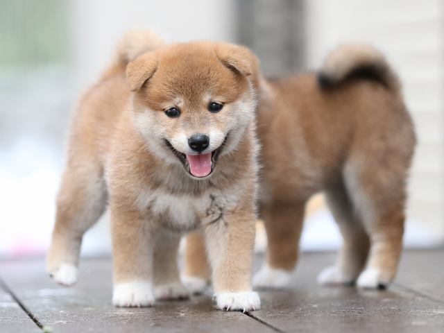 AI5I5200-puppy AI5I5200-puppy