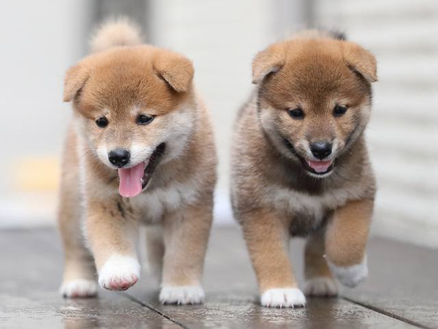AI5I5217-puppy AI5I5217-puppy