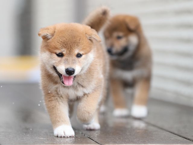 AI5I5235-puppy AI5I5235-puppy