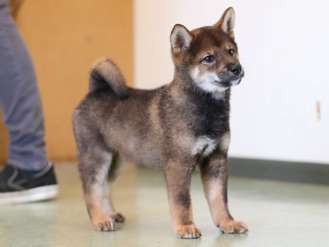AI5I6863-puppy AI5I6863-puppy