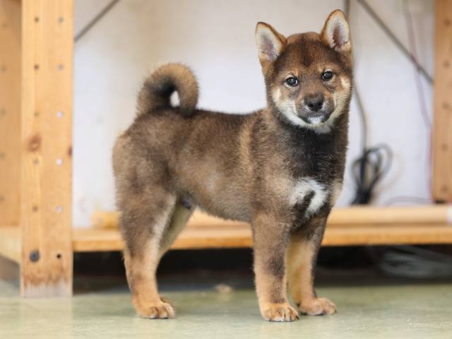 AI5I6872-puppy AI5I6872-puppy