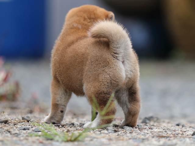 AI5I6873-puppy AI5I6873-puppy