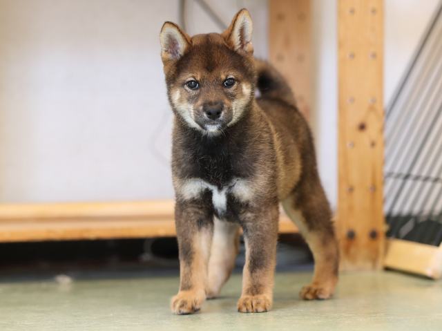 AI5I6876-puppy AI5I6876-puppy