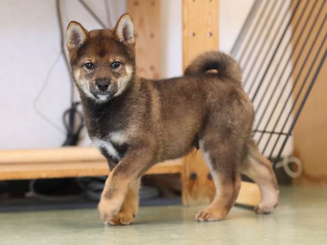AI5I6891-puppy AI5I6891-puppy