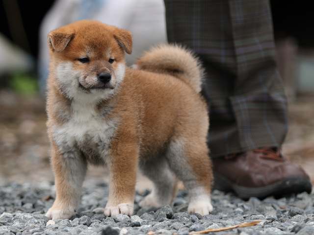 AI5I6894-puppy AI5I6894-puppy