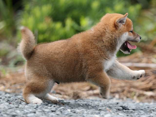 AI5I6916-puppy AI5I6916-puppy