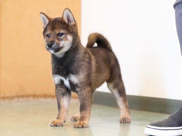 AI5I6942-puppy AI5I6942-puppy