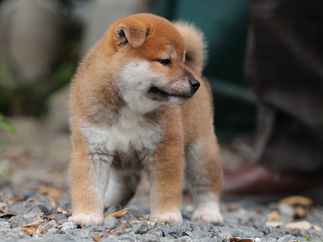 AI5I6966-puppy AI5I6966-puppy