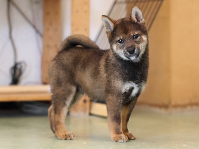 AI5I6967-puppy AI5I6967-puppy