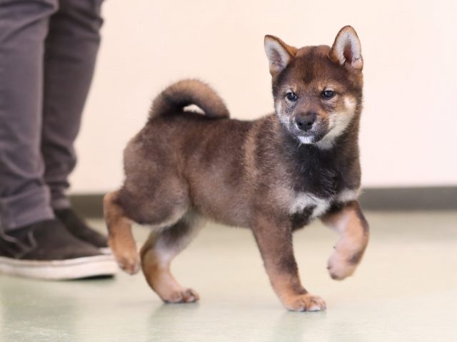AI5I6982-puppy AI5I6982-puppy