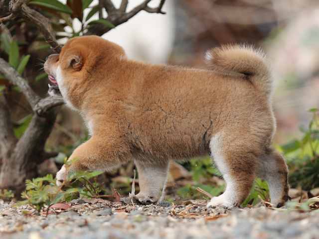 AI5I6995-puppy AI5I6995-puppy
