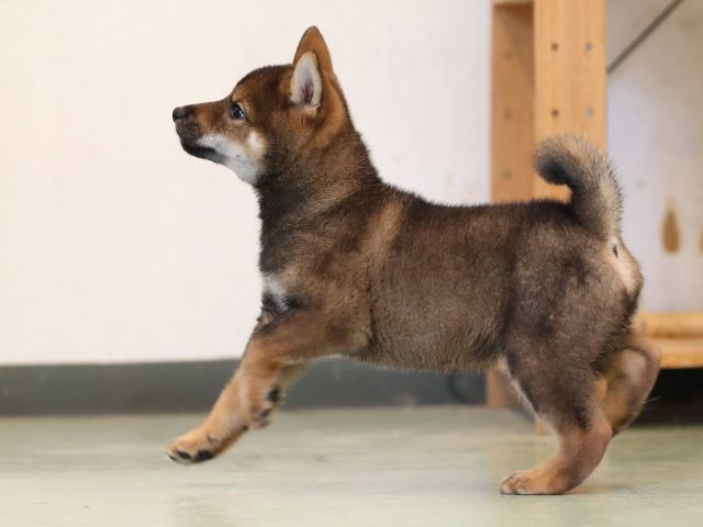AI5I7005-puppy AI5I7005-puppy