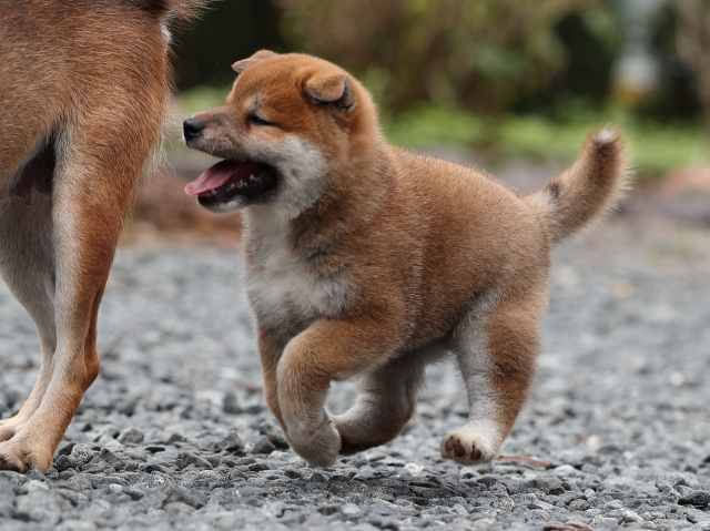 AI5I7044-puppy AI5I7044-puppy