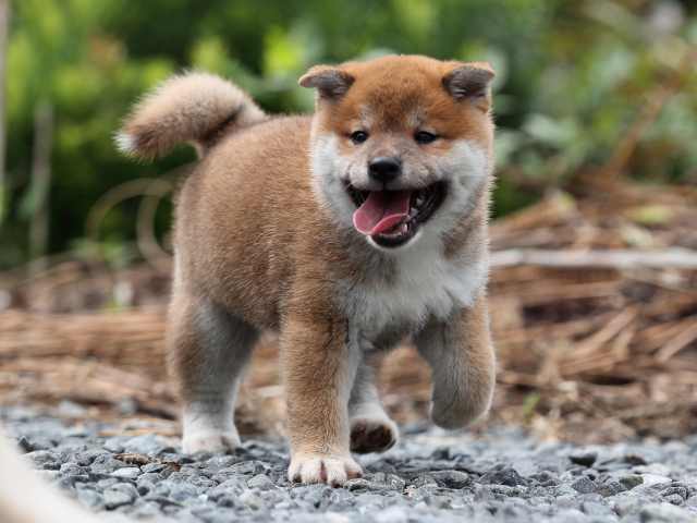 AI5I7067-puppy AI5I7067-puppy