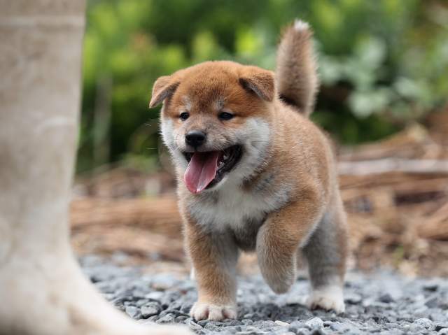 AI5I7069-puppy AI5I7069-puppy