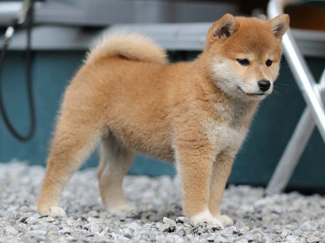 AI5I7743-puppy AI5I7743-puppy