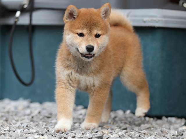 AI5I7776-puppy AI5I7776-puppy