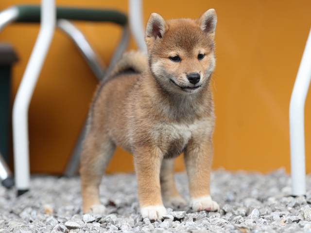 AI5I7807-puppy AI5I7807-puppy