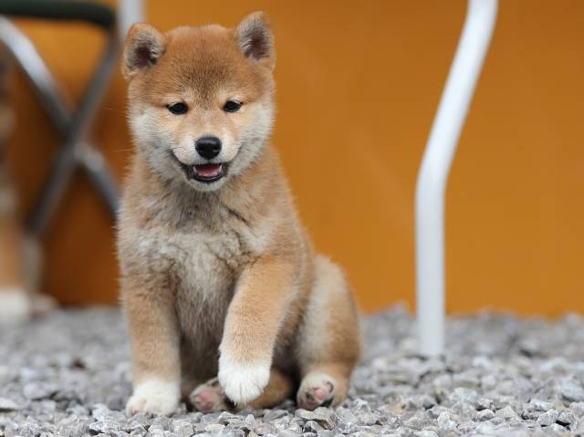 AI5I7871-puppy AI5I7871-puppy