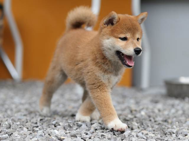 AI5I7877-puppy AI5I7877-puppy