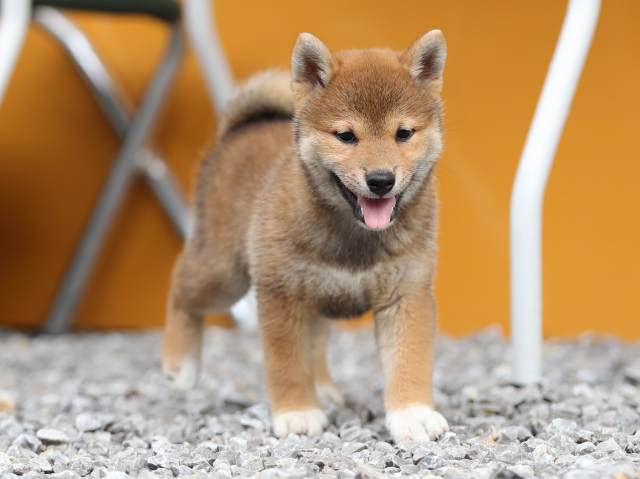 AI5I7889-puppy AI5I7889-puppy
