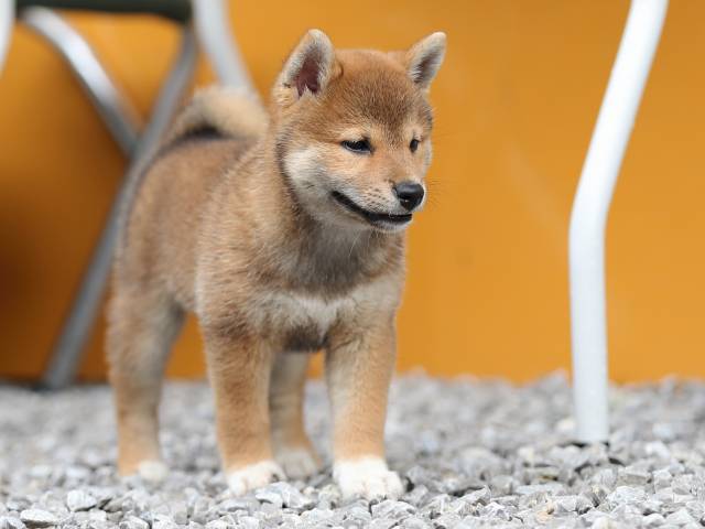 AI5I7929-puppy AI5I7929-puppy