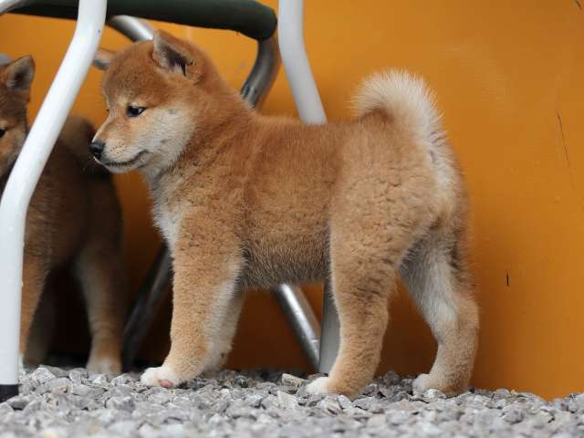 AI5I7939-puppy AI5I7939-puppy