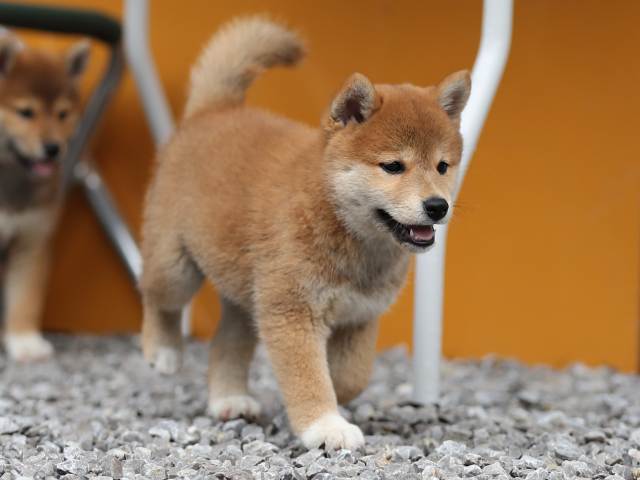 AI5I7940-puppy AI5I7940-puppy