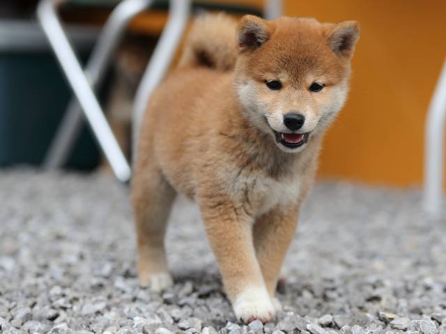 AI5I7994-puppy AI5I7994-puppy