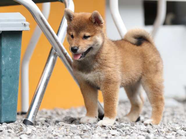 AI5I8014-puppy AI5I8014-puppy
