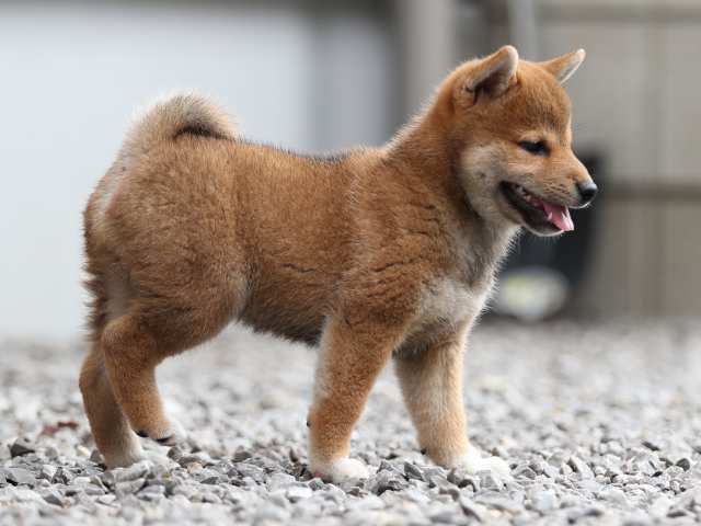 AI5I8081-puppy AI5I8081-puppy