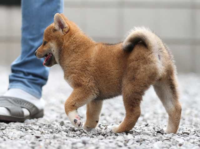 AI5I8131-puppy AI5I8131-puppy