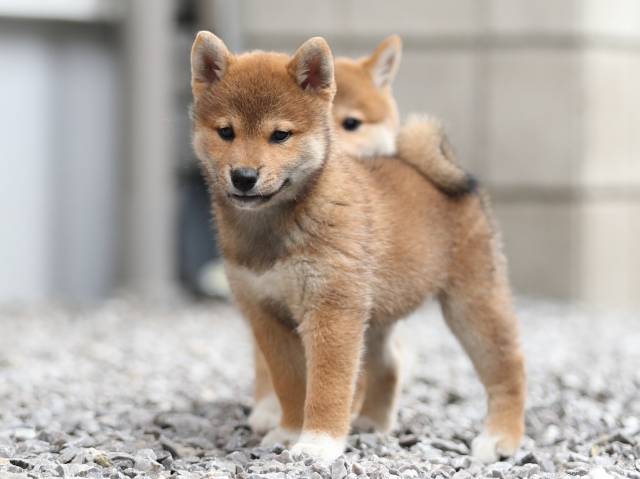 AI5I8149-puppy AI5I8149-puppy