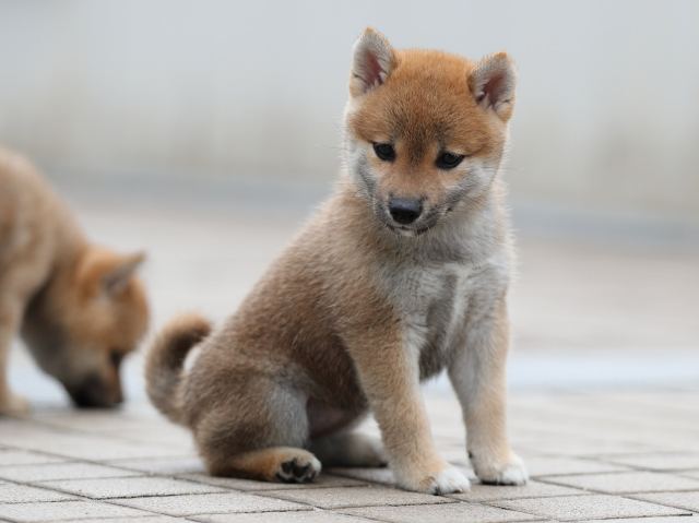 AI5I9325-puppy AI5I9325-puppy