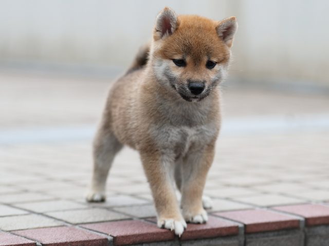 AI5I9344-puppy AI5I9344-puppy