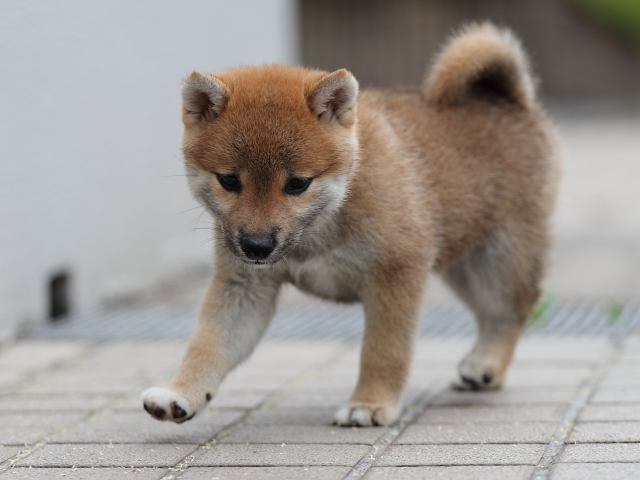 AI5I9364-puppy AI5I9364-puppy