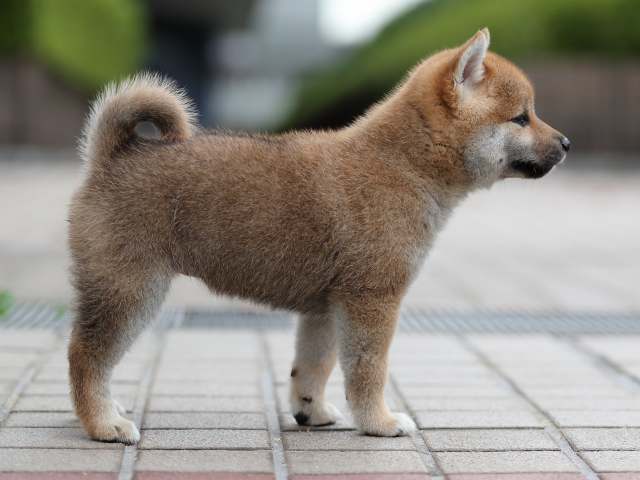 AI5I9374-puppy AI5I9374-puppy