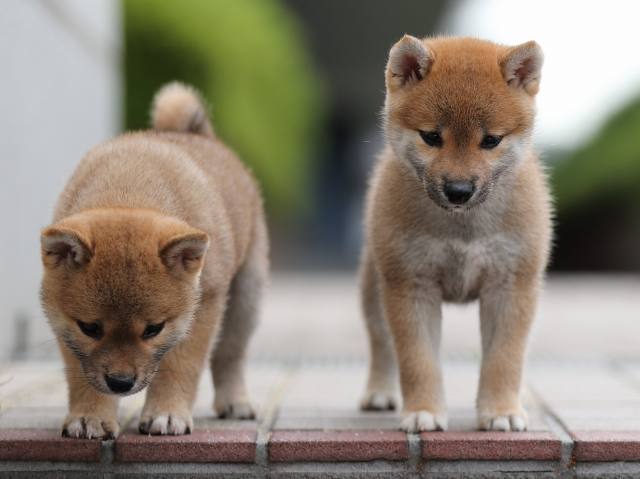 AI5I9385-puppy AI5I9385-puppy