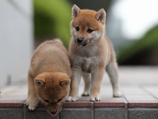 AI5I9397-puppy AI5I9397-puppy