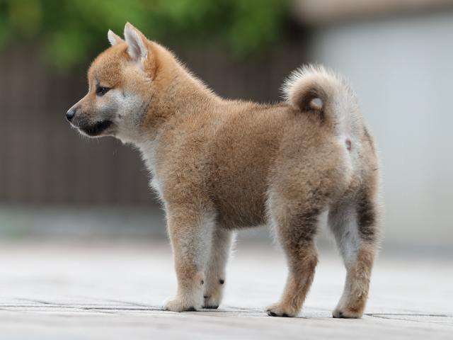 AI5I9422-puppy AI5I9422-puppy