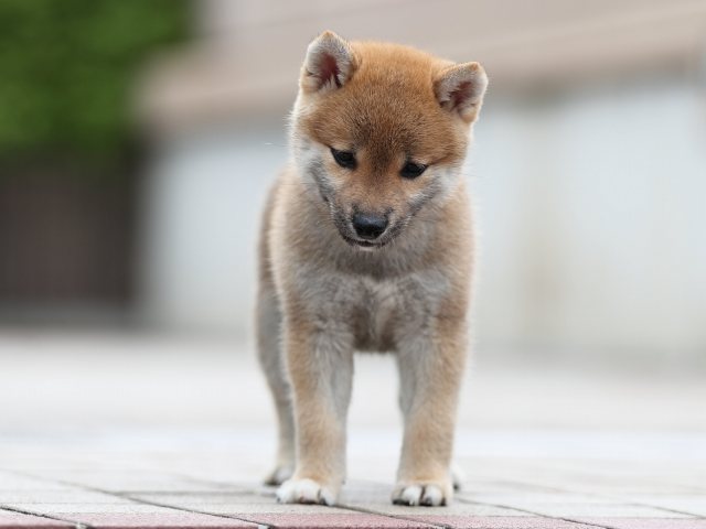 AI5I9446-puppy AI5I9446-puppy