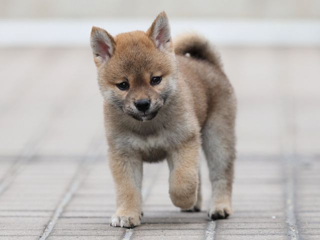 AI5I9621-puppy AI5I9621-puppy