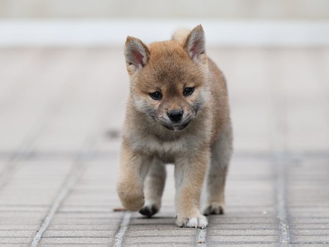 AI5I9625-puppy AI5I9625-puppy