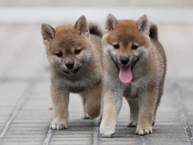 AI5I9634-puppy AI5I9634-puppy