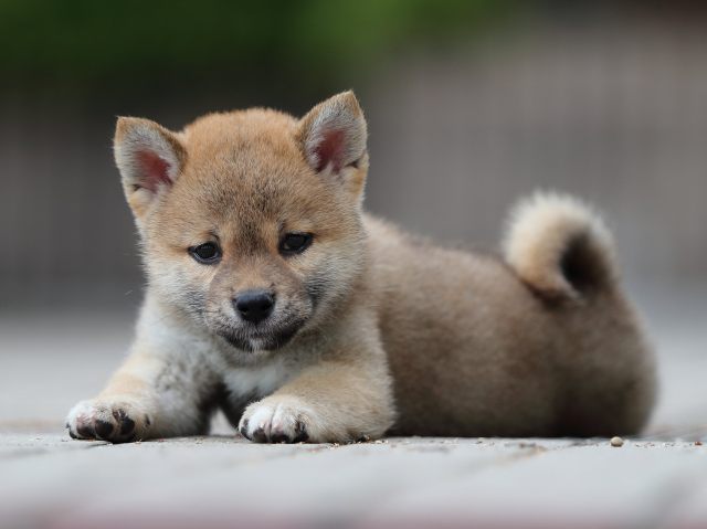 AI5I9721-puppy AI5I9721-puppy