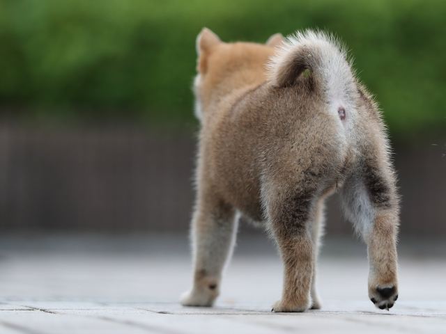 AI5I9756-puppy AI5I9756-puppy